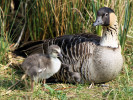 Hawaiian Goose (WWT Slimbridge March 2012) - pic by Nigel Key